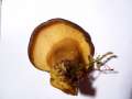 Panellus serotinus - Gelbstieliger Muschelseitling - Weferlingen