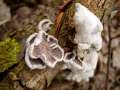 Schizophyllum commune - Spaltblttling - Hdingen