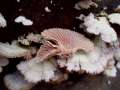 Schizophyllum commune - Spaltblttling - Walbeck