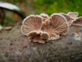 Schizophyllum commune - Spaltblttling - Weferlingen