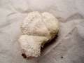 Schizophyllum commune - Spaltblttling - Weferlingen