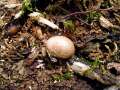 Gefelderter Kartoffelbovist;Leopardenfell Hartbovist
