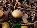 Gefelderter Kartoffelbovist