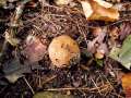 Scleroderma areolatum - Gefeldeter Kartoffelbovist: Leopardenfell-Hartbovis - Hdingen