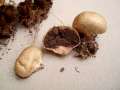 Scleroderma areolatum - Gefeldeter Hartbovist;Leopardenfell-Hartbovist - Hdingen