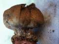 Scleroderma&nbsp;areolatum&nbsp;-&nbsp;D�nnschaliger Kartoffelbovist&nbsp;-&nbsp;Mariental-Horst