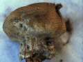 D�nnschaliger Kartoffelbovist