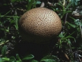Scleroderma&nbsp;areolatum&nbsp;-&nbsp;D�nnschaliger Kartoffelbovist&nbsp;-&nbsp;Weferlingen