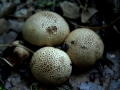 Scleroderma areolatum - Dnnschaliger Kartoffelbovist - Weferlingen