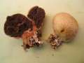 Scleroderma areolatum - Gefelderter Kartoffelbovist - Hdingen