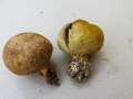 Scleroderma&nbsp;verrucosum&nbsp;-&nbsp;Braunwarziger Hartbovist&nbsp;-&nbsp;Weferlingen
