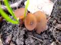 Dumontinia tuberosa - Anemonenbecherling - Weferlingen