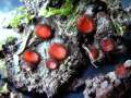 Scutellina scutellata - Holz-Schildborstling - Hdingen