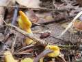 Spathularia&nbsp;flavida&nbsp;-&nbsp;Dottergelber Spateling&nbsp;-&nbsp;Beendorf