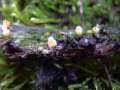 Sphaerobolus stellatus - Kugelschneller - Hohenwarthe