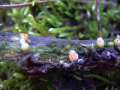 Sphaerobolus stellatus - Kugelschneller - Hohenwarthe