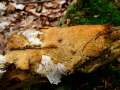 Steccherinum ochraceum - Ockerrtlicher Resupinatstacheling - Hdingen