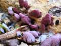 Stemonitis&nbsp;fusca&nbsp;-&nbsp;Dunkles Fadenkeulchen&nbsp;-&nbsp;H�rsingen