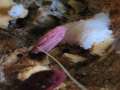 Stemonitis&nbsp;fusca&nbsp;-&nbsp;Dunkles Fadenkeulchen&nbsp;-&nbsp;H�rsingen