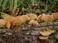 Stereum subtomentosum - Samtiger Schichtpilz - Arendsee