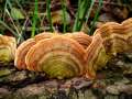 Stereum subtomentosum - Samtiger Schichtpilz - Arendsee