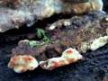 Stereum gausapatum - Eichen-Schichtpilz - Hdingen