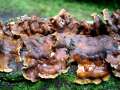Stereum gausapatum - Eichen -Schichtpilz - Hdingen
