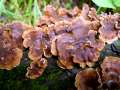 Stereum gausapatum - Eichen -Schichtpilz - Hdingen