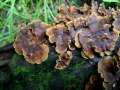 Stereum gausapatum - Eichen -Schichtpilz - Hdingen