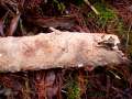 Stereum rugosum - Runzeliger Schichtpilz - Hdingen