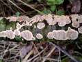 Stereum&nbsp;rugosum&nbsp;-&nbsp;Runzeliger Schichtpilz;R�tender Runzelschichtpilz&nbsp;-&nbsp;H�dingen