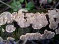 Stereum&nbsp;rugosum&nbsp;-&nbsp;Runzeliger Schichtpilz;R�tender Runzelschichtpilz&nbsp;-&nbsp;H�dingen
