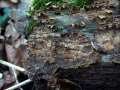Stereum gausapatum - Eichen Schichtpilz - Weferlingen
