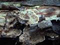Stereum rugosum - Runzeliger Schichtpilz - Weferlingen