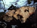 Stereum rugosum - Runzeliger Schichtpilz - Weferlingen