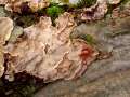Stereum rugosum - Rtender Runzel-Schichtpilz - Weferlingen