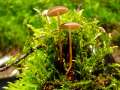 Pilz zeigen