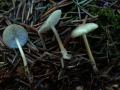 Strobilurus stephanocystis - Milder Kiefernzapfenrbling - Weferlingen
