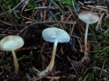 Strobilurus stephanocystis - Milder Kiefernzapfenrbling - Weferlingen