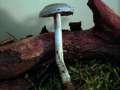 Stropharia aeruginosa - Grnspan Truschling - Hdingen