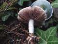 Stropharia&nbsp;caerulea&nbsp;-&nbsp;Blauer Tr�uschling&nbsp;-&nbsp;H�dingen