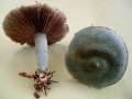Stropharia&nbsp;caerulea&nbsp;-&nbsp;Blauer Tr�uschling&nbsp;-&nbsp;H�dingen