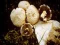 Stropharia&nbsp;rugosoannulata&nbsp;-&nbsp;Kultur-Tr�uschling;Riesen-Tr�uschling&nbsp;-&nbsp;Weferlingen