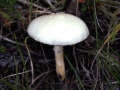 Stropharia&nbsp;melasperma&nbsp;-&nbsp;Schwarzbl�ttriger Tr�uschling&nbsp;-&nbsp;Weferlingen