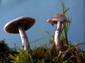 Stropharia aeruginosa - Grnspan - Truschling - Weferlingen