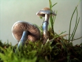 Stropharia aeruginosa - Grnspan - Truschling - Weferlingen