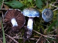 Stropharia caerulea - Blauer Truschling - Weferlingen