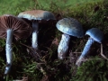 Stropharia caerulea - Blauer Träuschling - Weferlingen