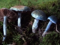 Stropharia caerulea - Blauer Truschling - Weferlingen