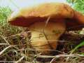 Suillellus queletii - Glattstieliger Hexenrhrling - Hrsingen